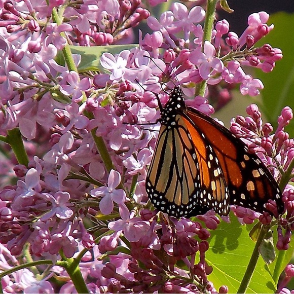 Meet your Posher, Kathy - Picture 9 of 10